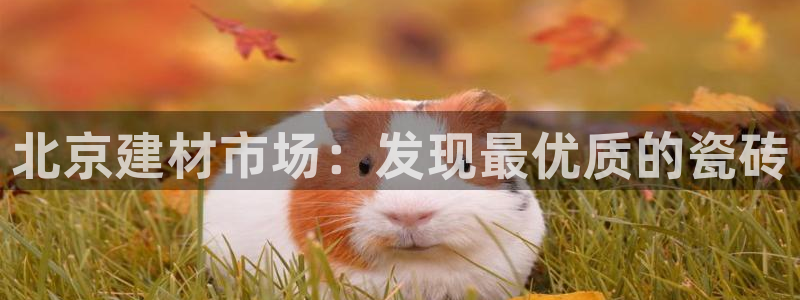 杏鑫娱乐平台登录