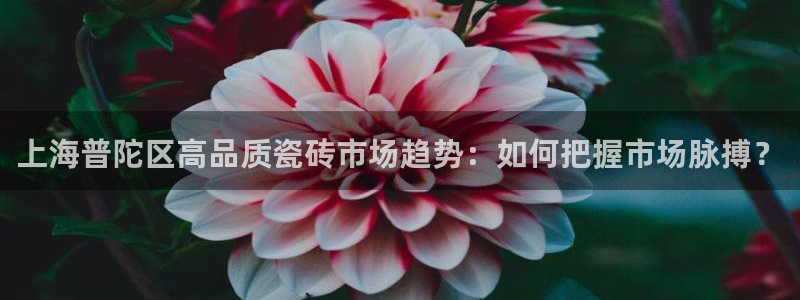 杏鑫平台代理注册流程视频
