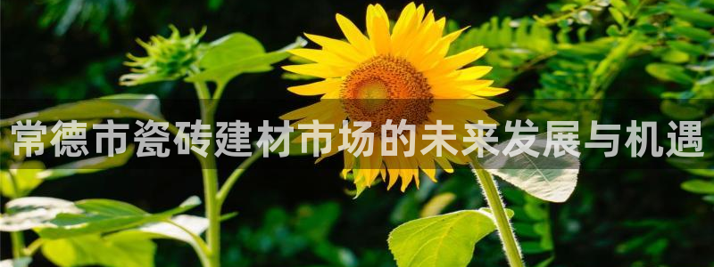 杏鑫手机客户端怎么下载